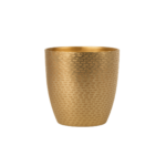 punjap-champagne-19×18